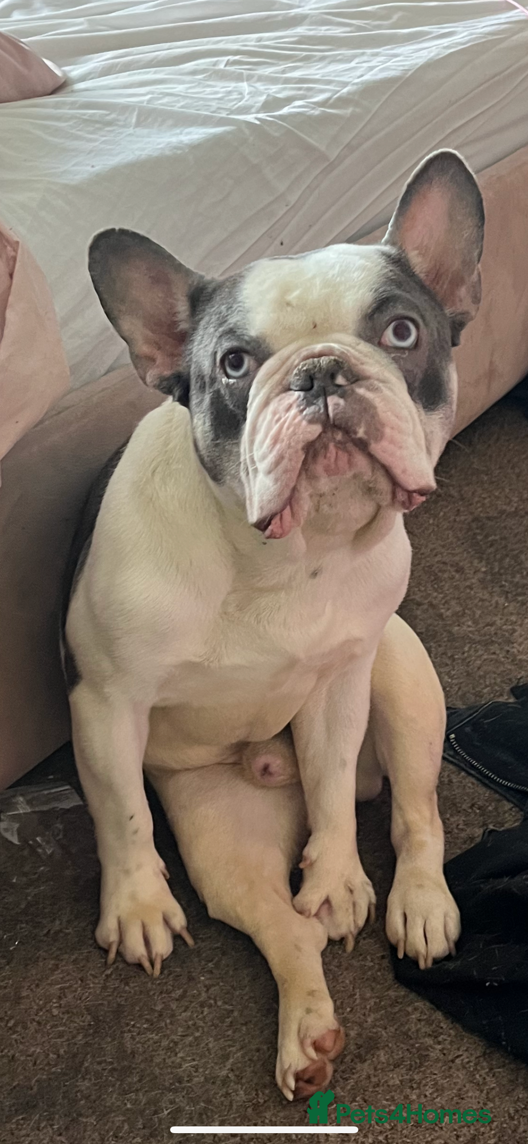 French Bulldog dogs for sale: Male French Bulldog - Image 2