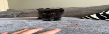 Ragdoll 4