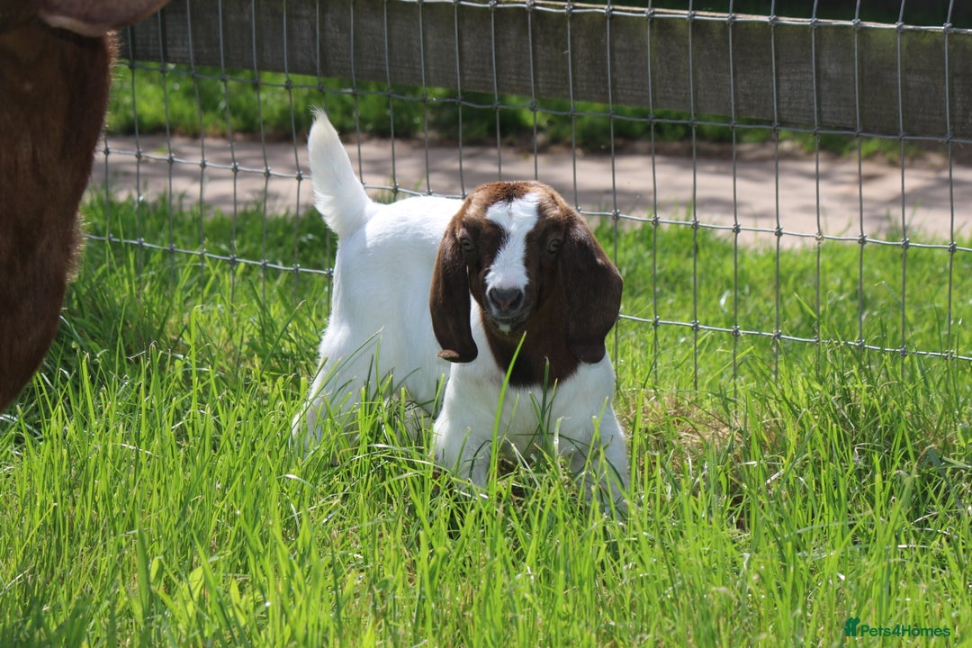 Goats livestock for sale: 3 Boer Wethers Looking For New Home - Image 1