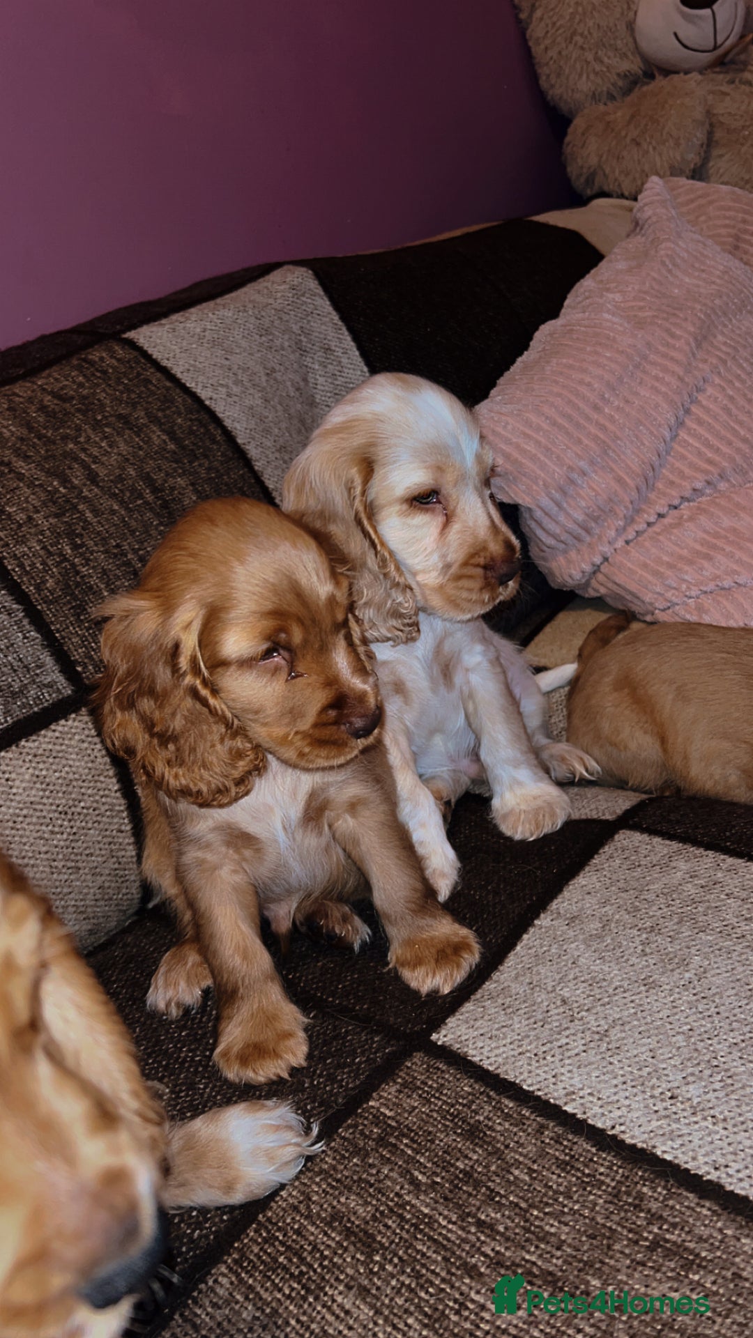 Cocker Spaniel dogs for sale: English Cocker Spaniels  - Advert 4