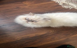 Persian cats for sale: Persian - Image 1