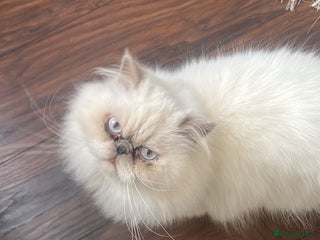 Persian cats - Advert 10