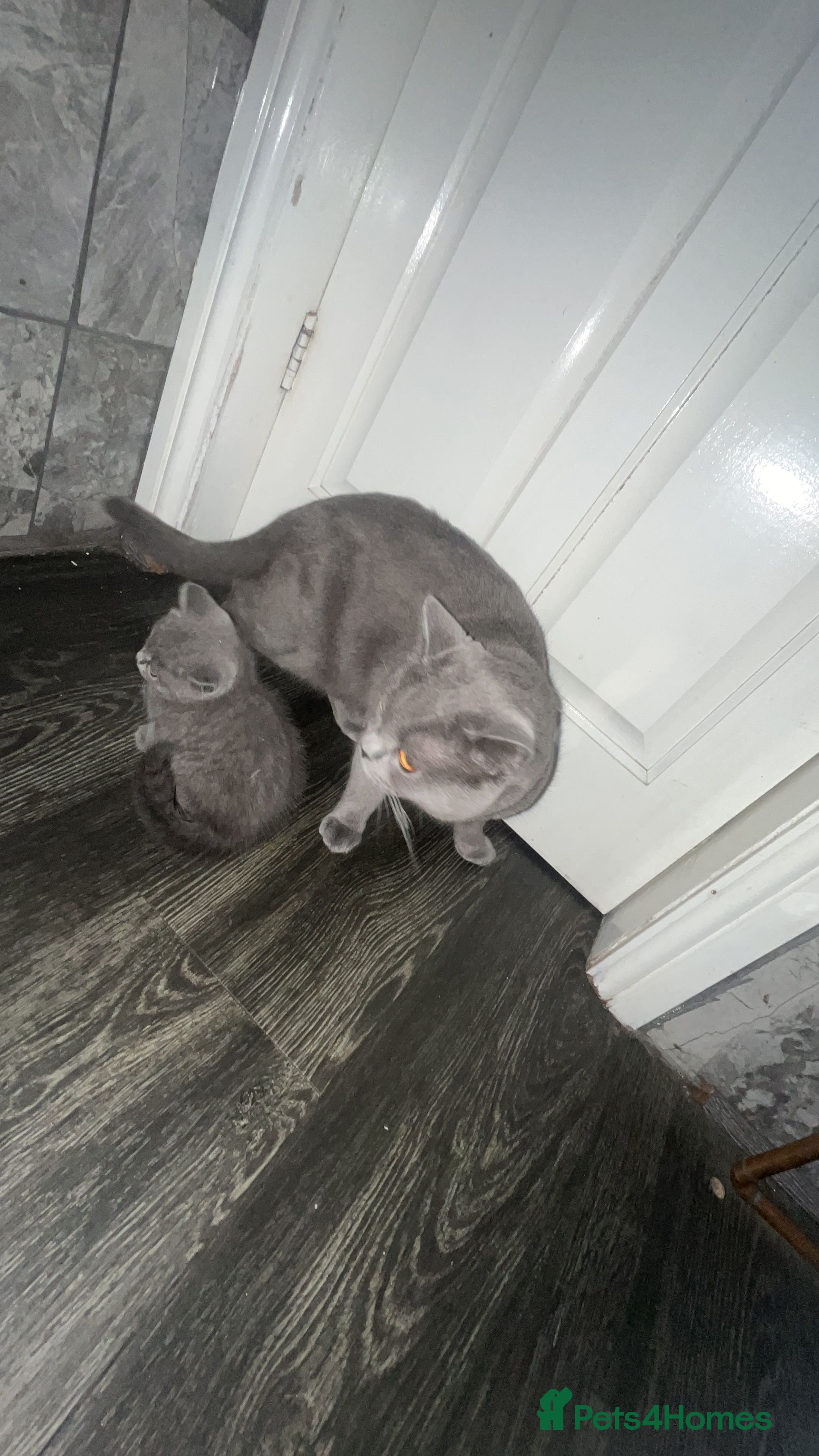 British Shorthair cats british shorthair kitten  - Advert 3