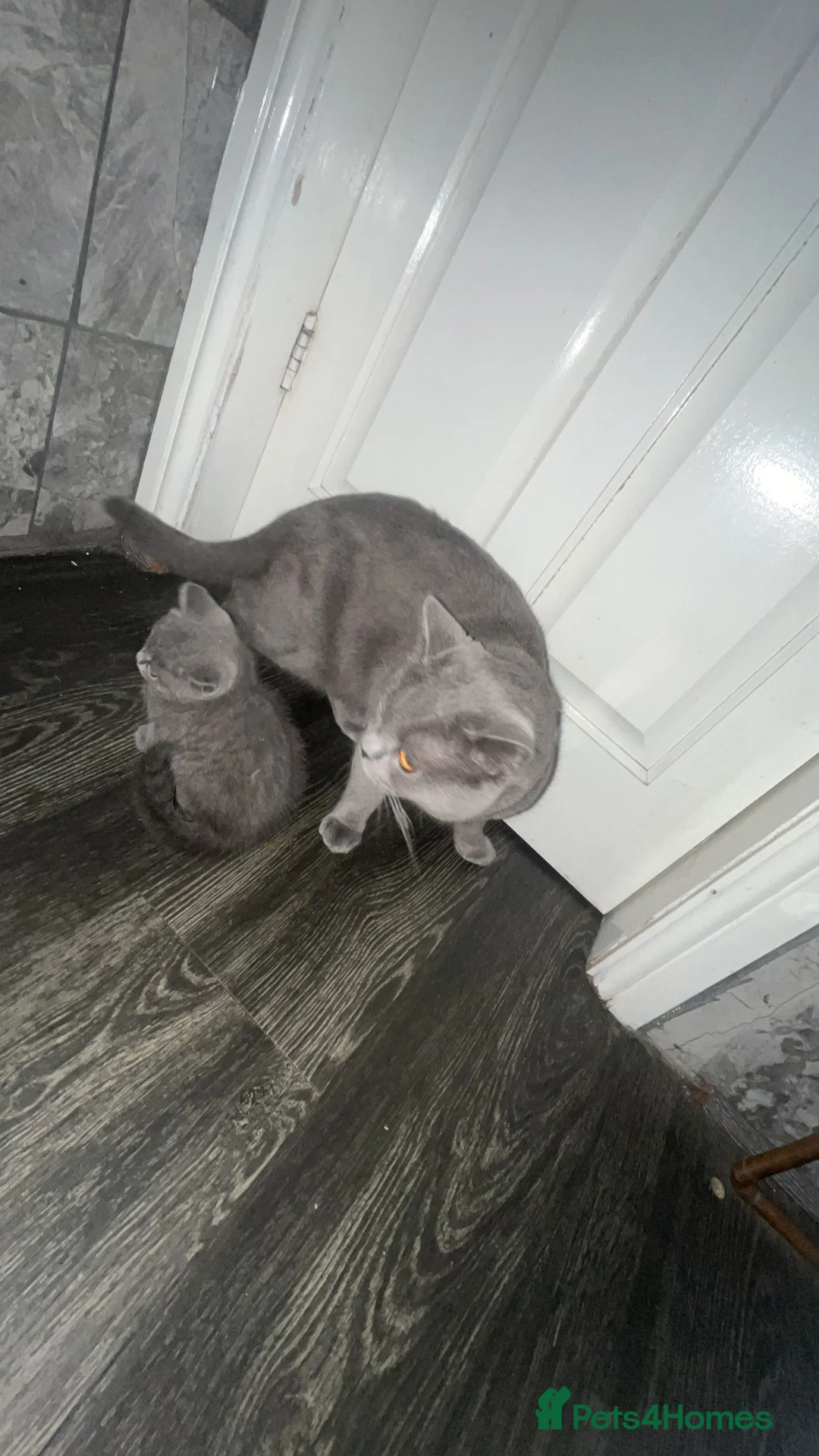 British Shorthair cats for sale: british shorthair kitten  in Bradford - Advert 1