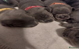 Staffordshire Bull Terrier dogs for sale: Blue Staffordshire Bull Terrier 🐶 Puppies 🐶 - Image 28