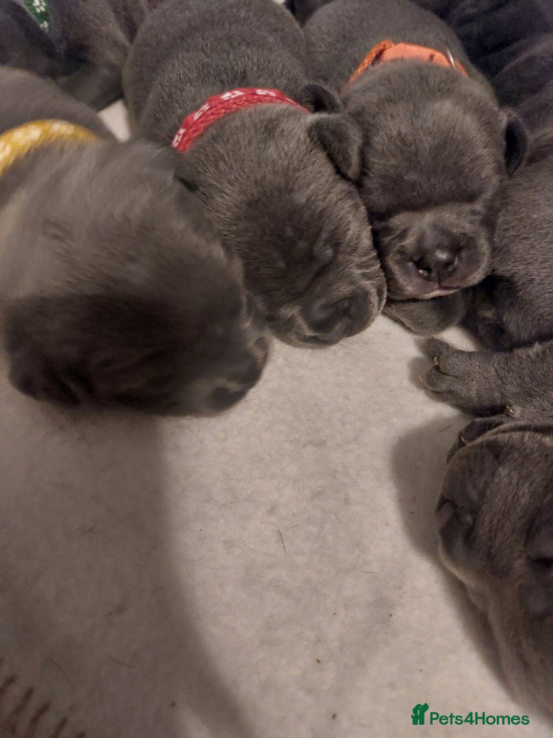 Staffordshire Bull Terrier dogs for sale: Blue Staffordshire Bull Terrier 🐶 Puppies 🐶 - Image 28