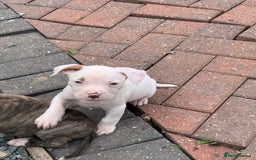 American Bulldog dogs for sale: American bull dogs  - Image 5