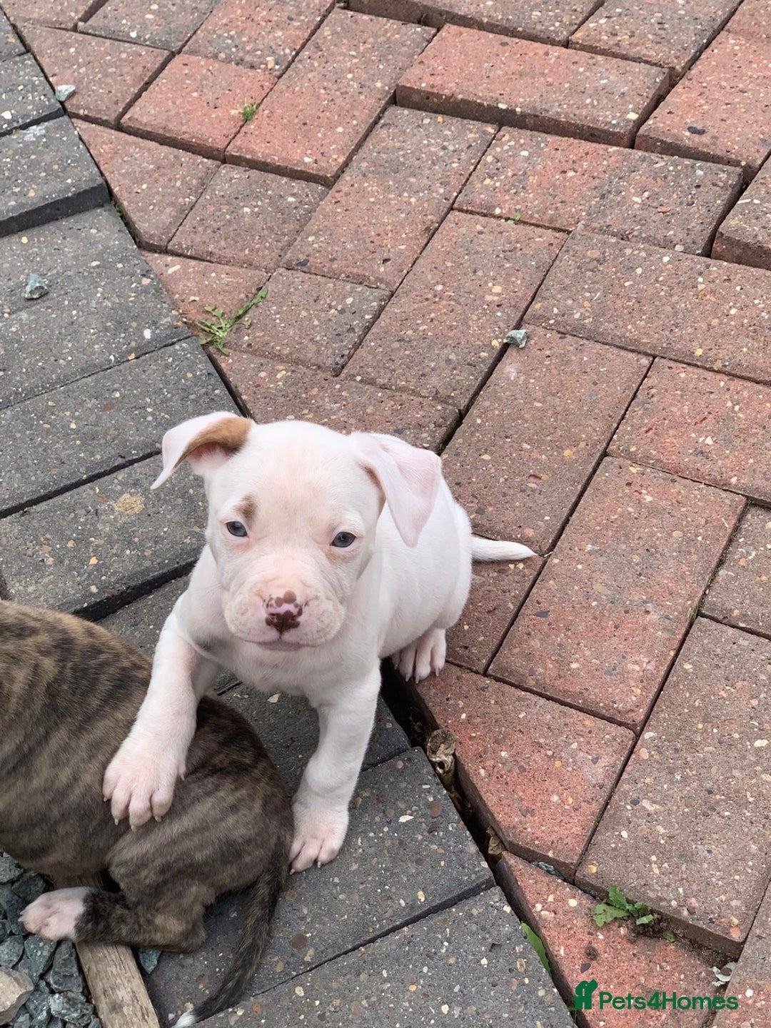 American Bulldog dogs for sale: American bull dogs  - Image 5