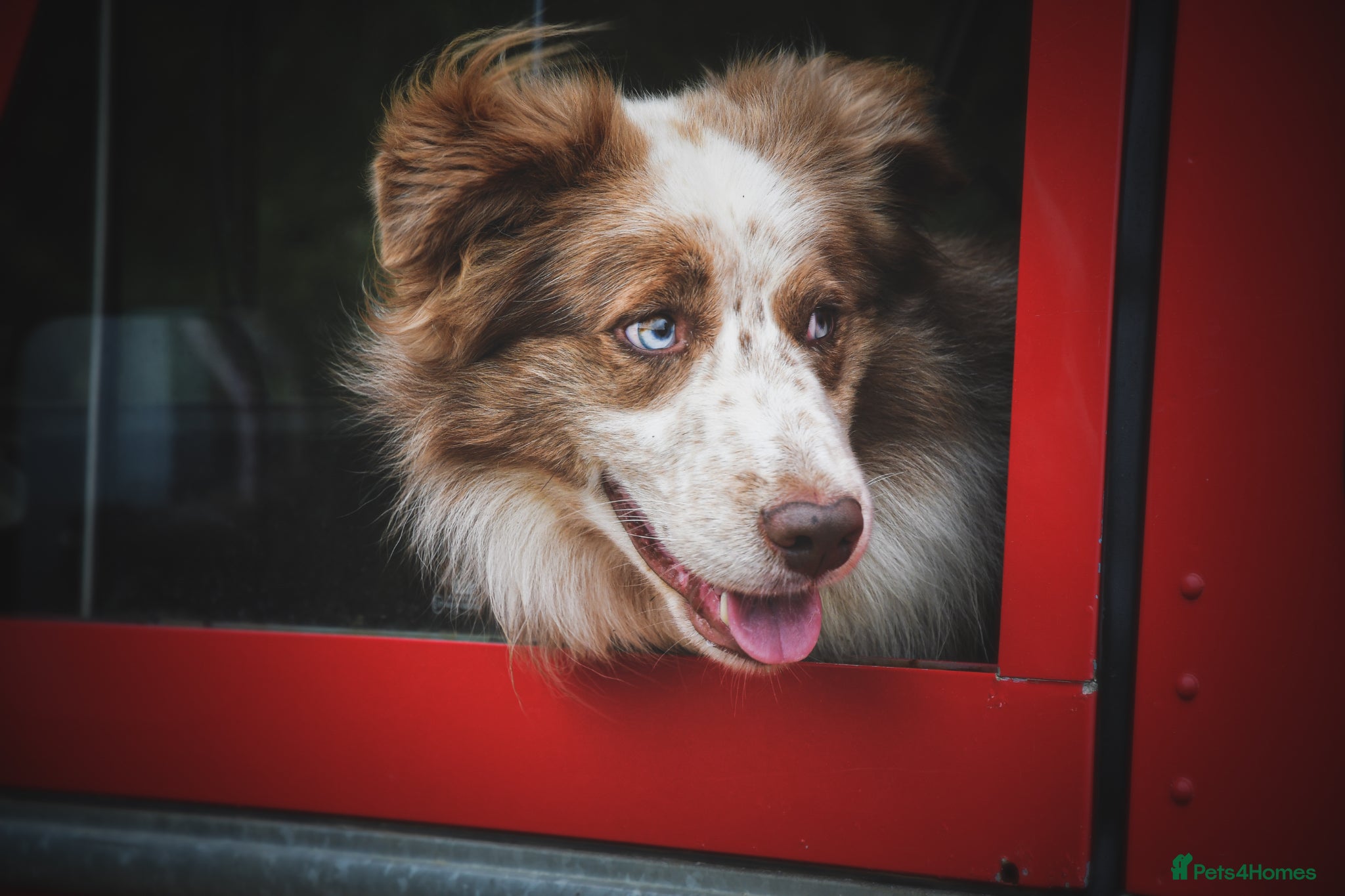 Border Collie dogs for sale: *READ ALL* New home for male Border Collie - Advert 2