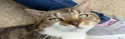 Domestic Shorthair cats for adoption: Harry - Advert 3
