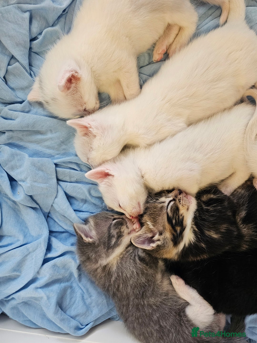 Mixed Breed cats for sale: Kittens Available to Reserve - Image 31