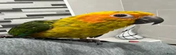 Mixed Breed birds for sale: Beautiful Hand-Reared Sun Conure Babies – Weaned  - Advert 3
