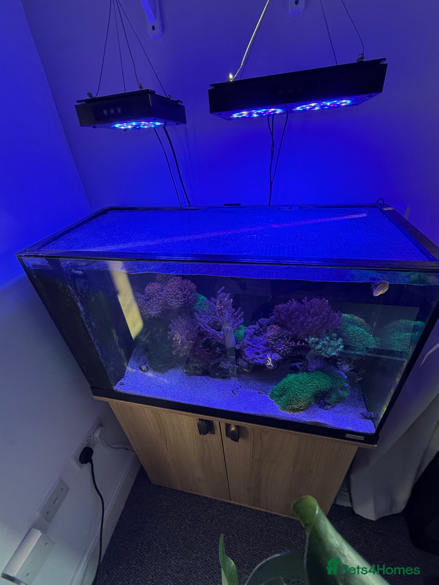 Other/Mixed Breed fish Marine fish tank full set up  - Advert 1