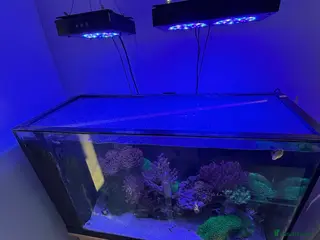 Other/Mixed Breed fish Marine fish tank full set up - Advert 6