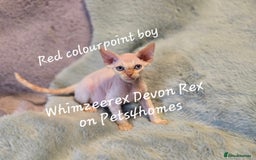 Devon Rex cats for sale: Red Colourpoint Curly coated gremlin - Image 2
