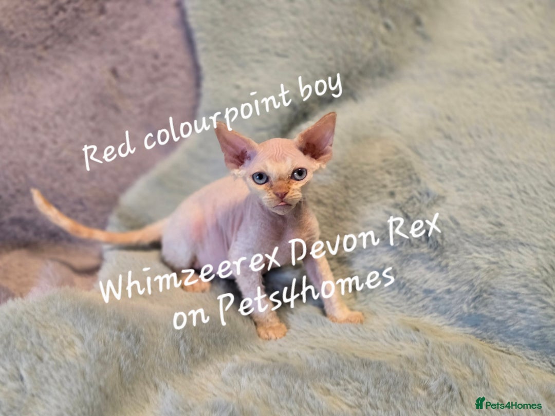 Devon Rex cats for sale: Red Colourpoint Curly coated gremlin - Image 2