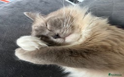Ragdoll cats for sale: 2 yr old neutered blue mitted ragdoll - Image 8