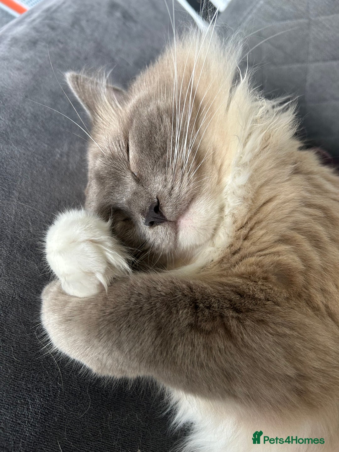 Ragdoll cats for sale: 2 yr old neutered blue mitted ragdoll - Image 8
