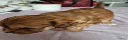 Chinese Crested dogs for sale: Chinese Crested Powder Puff Puppies – Ready Now 🐾 - Advert 10