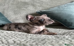 French Bulldog dogs for sale: Beautiful merle and platinum frenchies  - Image 1