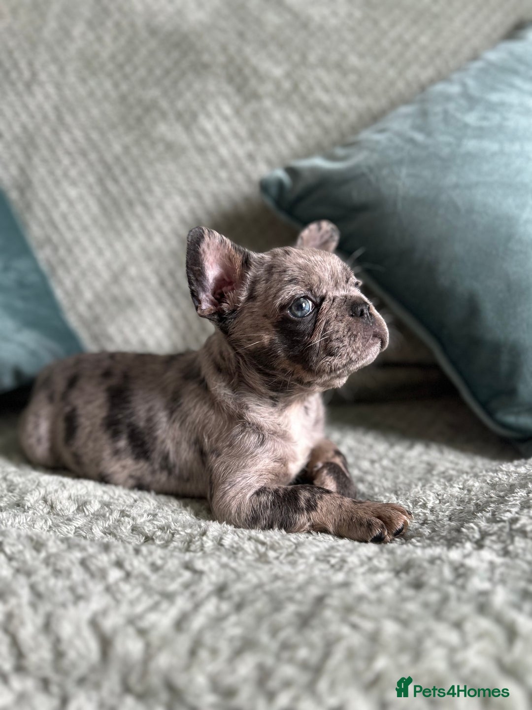 French Bulldog dogs for sale: Beautiful merle and platinum frenchies  - Image 1