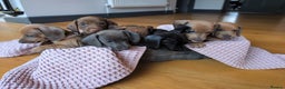 Miniature Dachshund dogs for sale: Beautiful litter of Miniature Dachsunds  - Advert 10