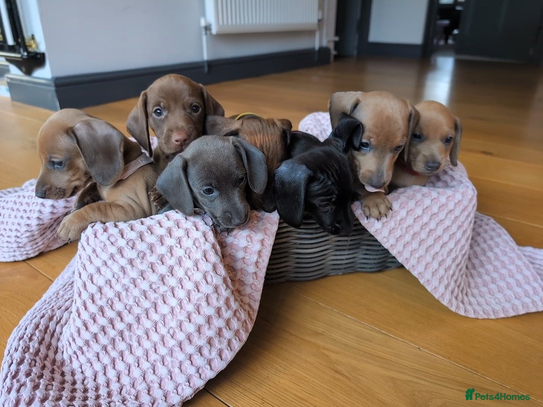 Miniature Dachshund dogs for sale: Beautiful litter of Miniature Dachsunds  - Advert 10