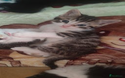 Ragdoll cats for sale: Ragdoll mixed kitten - Image 3
