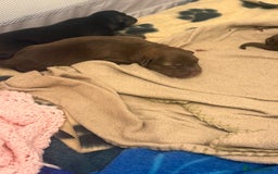 Borador dogs for sale: Border collie x lab puppies for sale  - Image 8