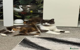 British Longhair cats for sale: 6 beautiful lovable friendly kittens - Image 16