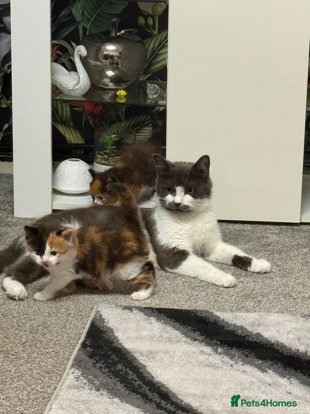 British Longhair cats for sale: 6 beautiful lovable friendly kittens - Image 16