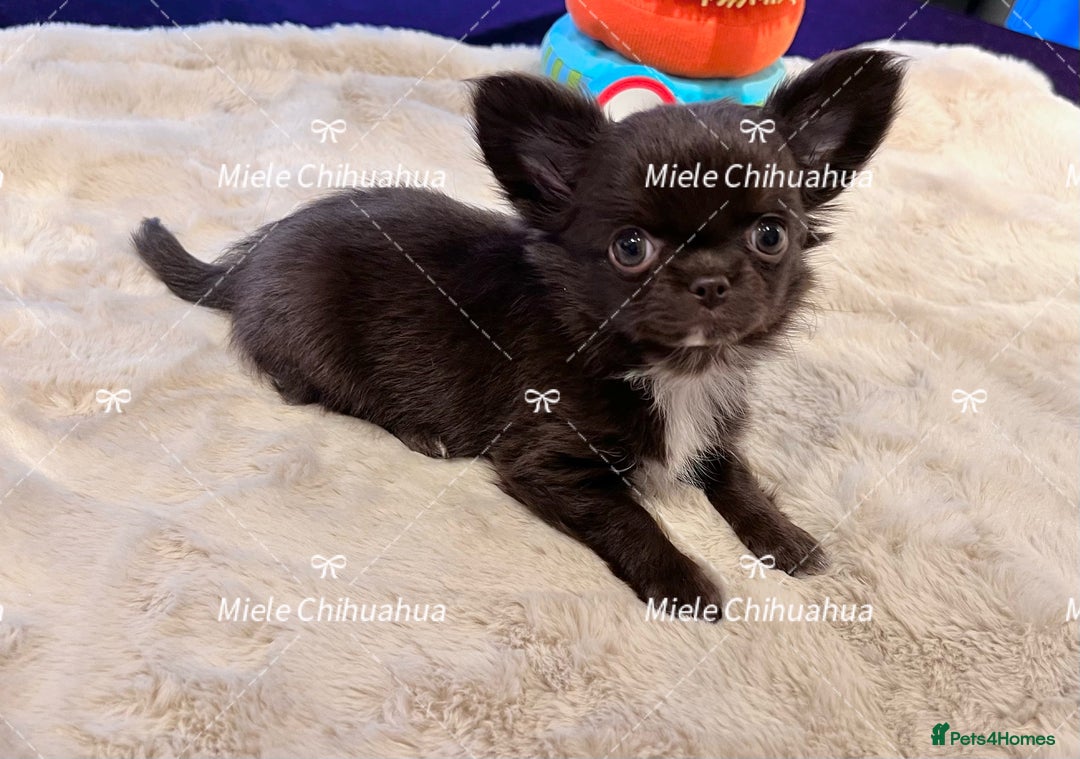 Chihuahua dogs for stud: Thailand imported chihuahua boy stud only in Doncaster - Advert 17