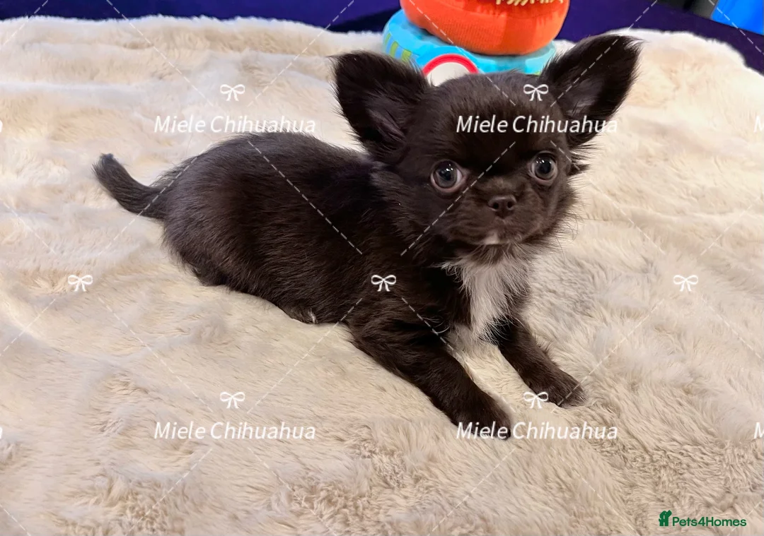 Chihuahua dogs for stud: Thailand imported chihuahua boy stud only in Doncaster - Advert 17