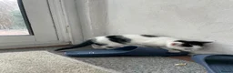 Domestic Shorthair cats for sale: Read description. Looking for a forever home  - Advert 7