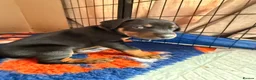 Dobermann dogs for sale: Exceptional kc pedigree dobermann puppies   - Advert 4