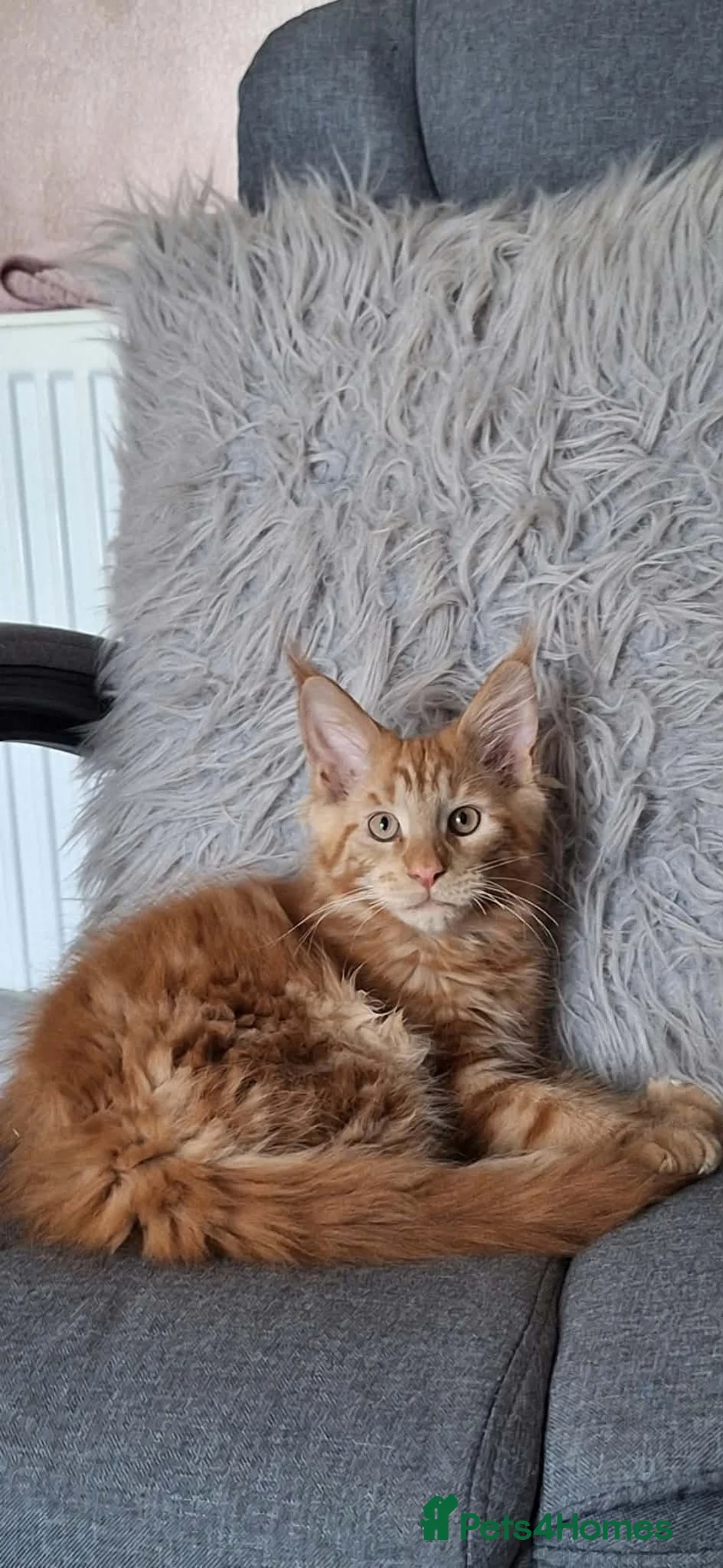 Maine Coon cats for sale: Snow & Fire Maine Coon Kittens GCCF - Advert 2