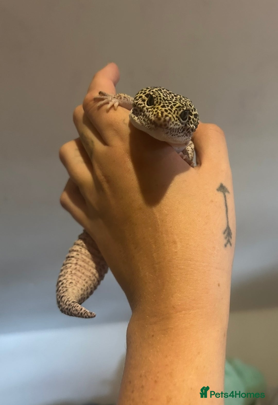 Leopard Gecko reptiles for sale: Mack snow leopard gecko with full vivarium  - Image 3