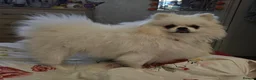 Pomeranian dogs for sale: 1 White beautifull teddy bear pomeranian  in Rochdale - Advert 23