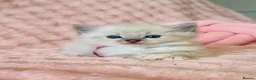 Ragdoll cats for sale: ✨ Exceptional Ragdoll Kittens Ready to Reserve ✨ - Advert 1
