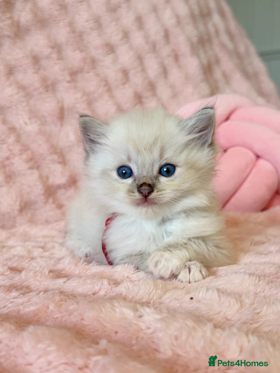 Ragdoll cats for sale: ✨ Exceptional Ragdoll Kittens Ready to Reserve ✨ - Advert 1