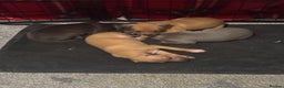 Italian Greyhound dogs for sale: 3 Italian greyhound puppies  - Advert 7