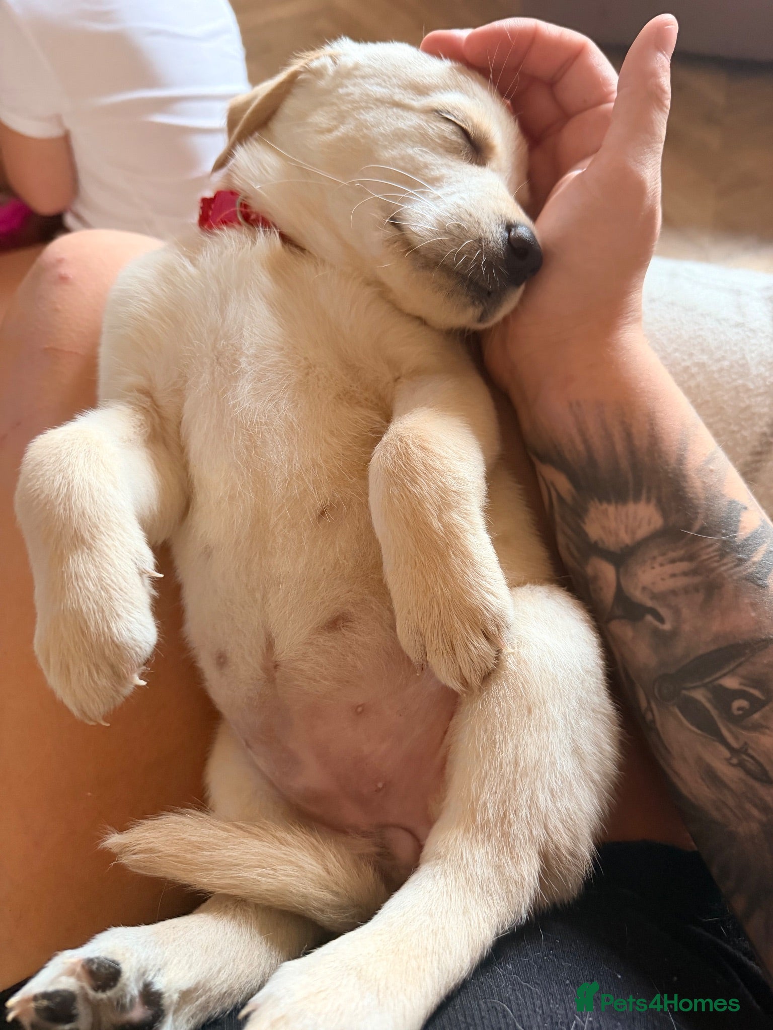 Goldador dogs 🐾 Stunning Goldador Puppies 1 girl left 🐾 - Advert 1