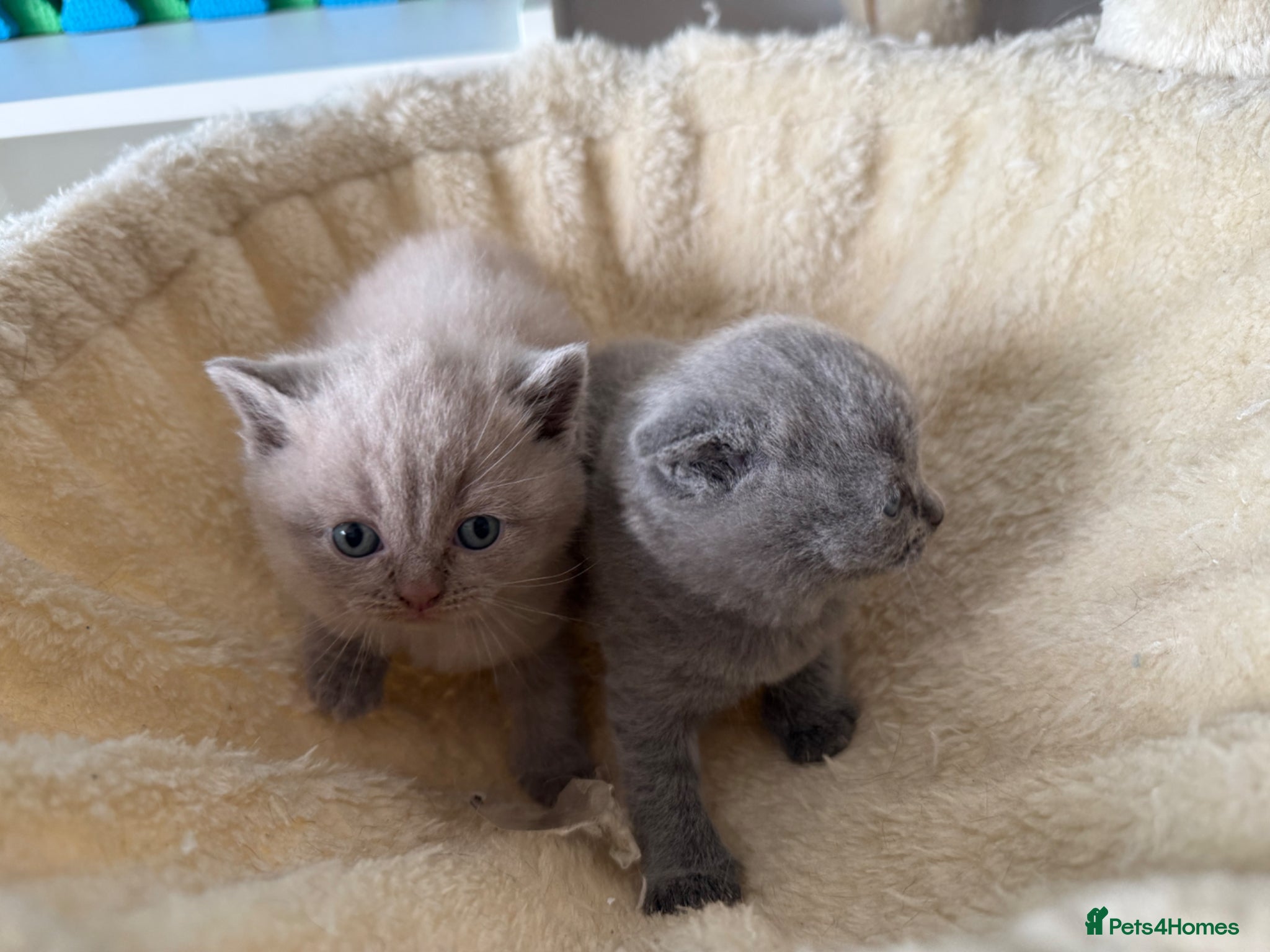 Scottish Fold cats Beautiful scottishfold/Scottish straight kittens🥰 - Advert 2
