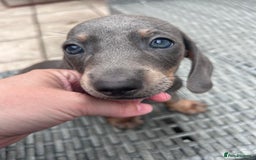 Dachshund dogs for sale: Miniature dachshunds ready now 💗 - Image 38