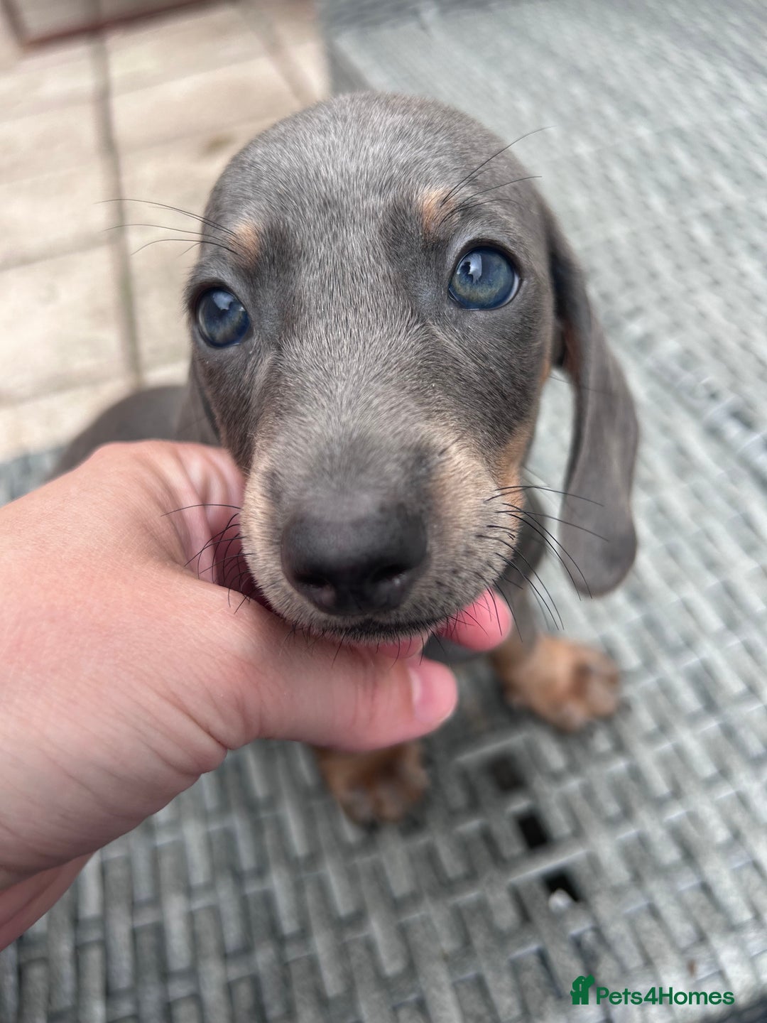 Dachshund dogs for sale: Miniature dachshunds ready now 💗 - Image 38