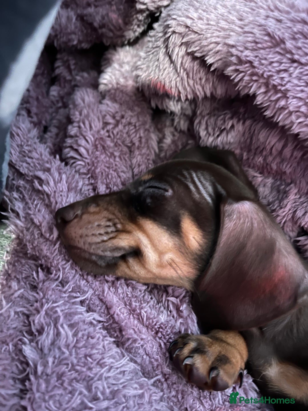 Dachshund dogs for sale: Beautiful miniature dachshunds  - Image 7
