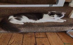 Mixed Breed cats for sale: Cuddly fluffy kittens  - Image 13