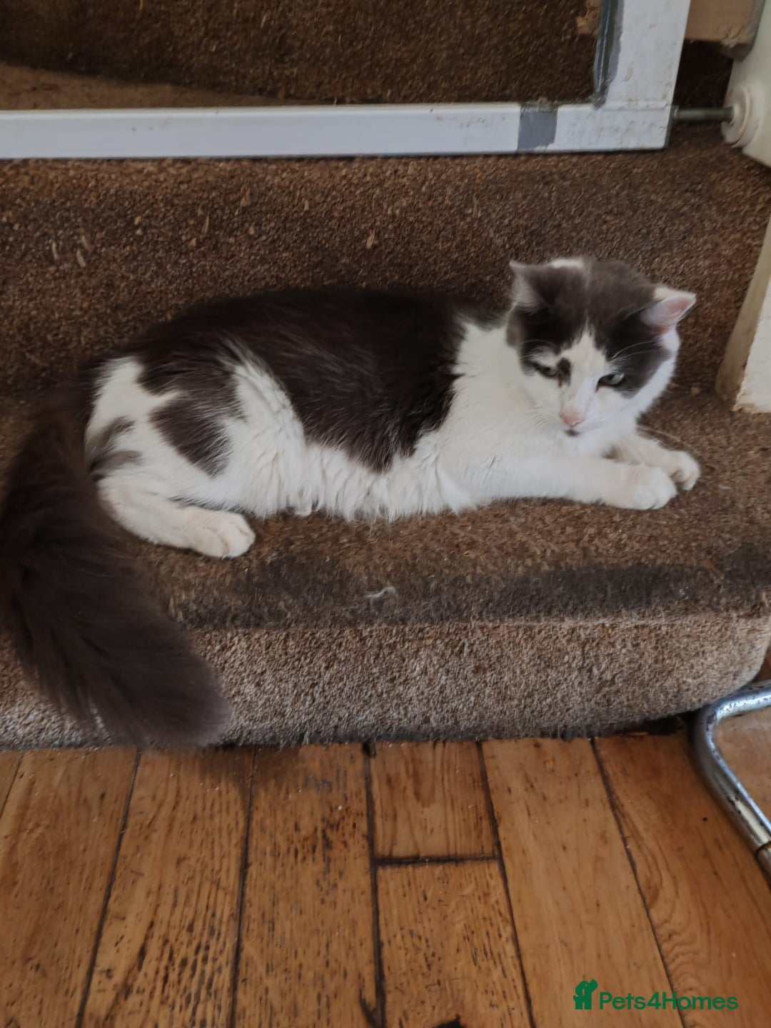 Mixed Breed cats for sale: Cuddly fluffy kittens  - Image 13