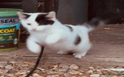 Domestic Shorthair cats for sale:  Beautiful litter mixed colours  - Image 5