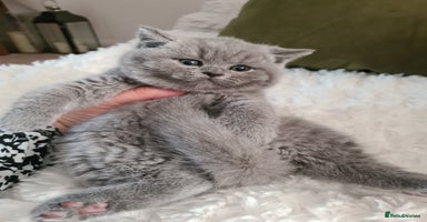 British Shorthair cats - Advert 3